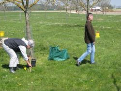 Baumpflegeaktion  2010 04